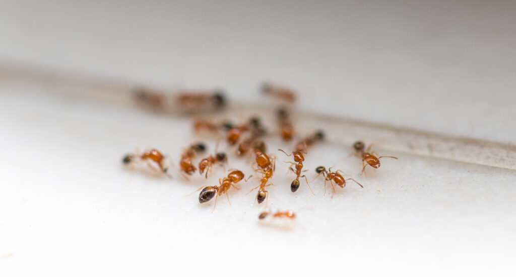 Mastering Ant Extermination