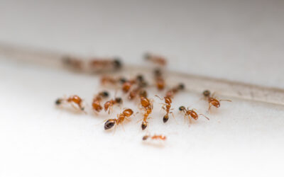 Mastering Ant Extermination