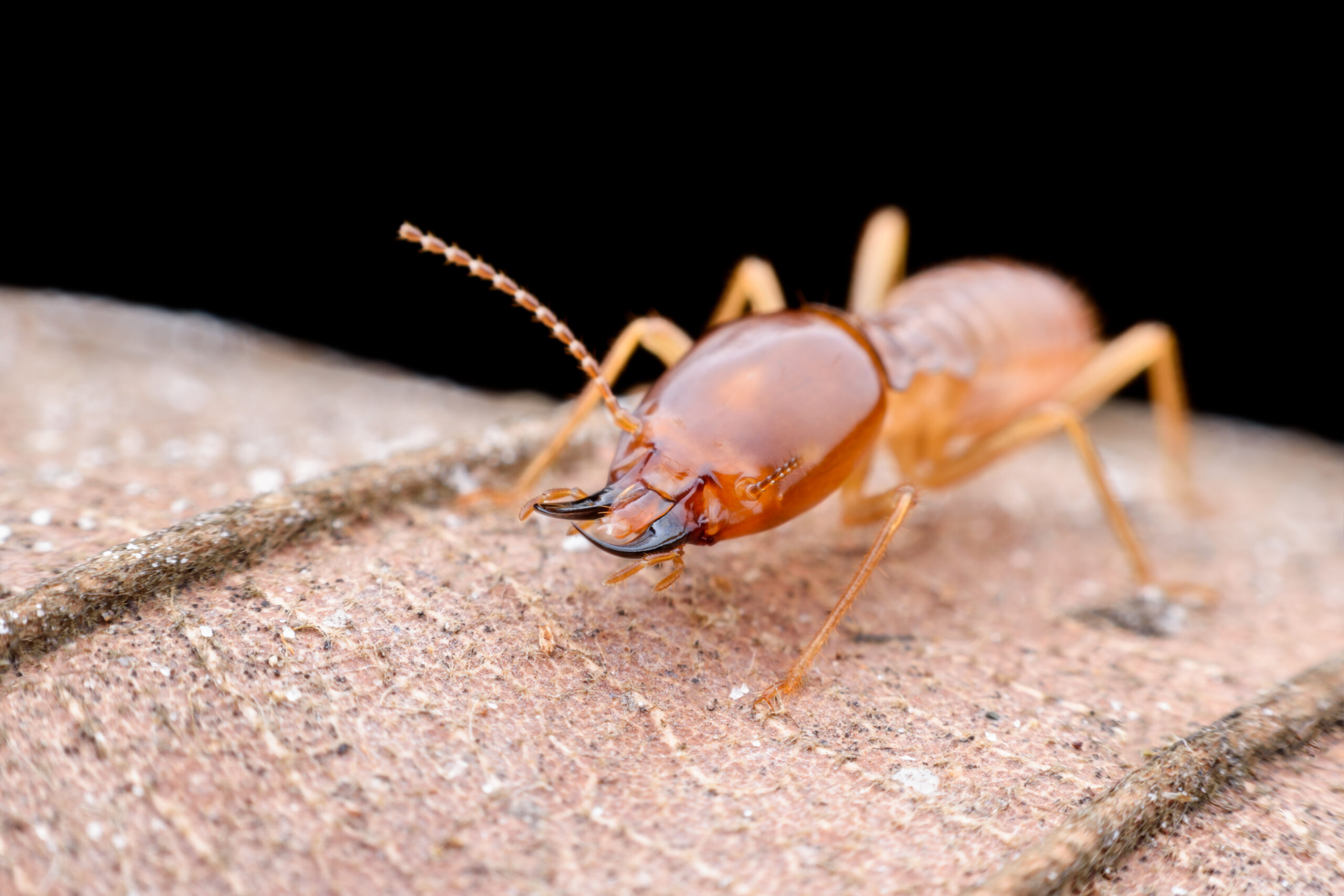 How to stop termite