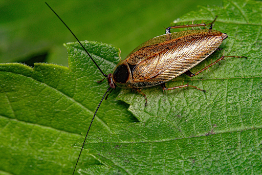 A Cockroach on a green leaf.