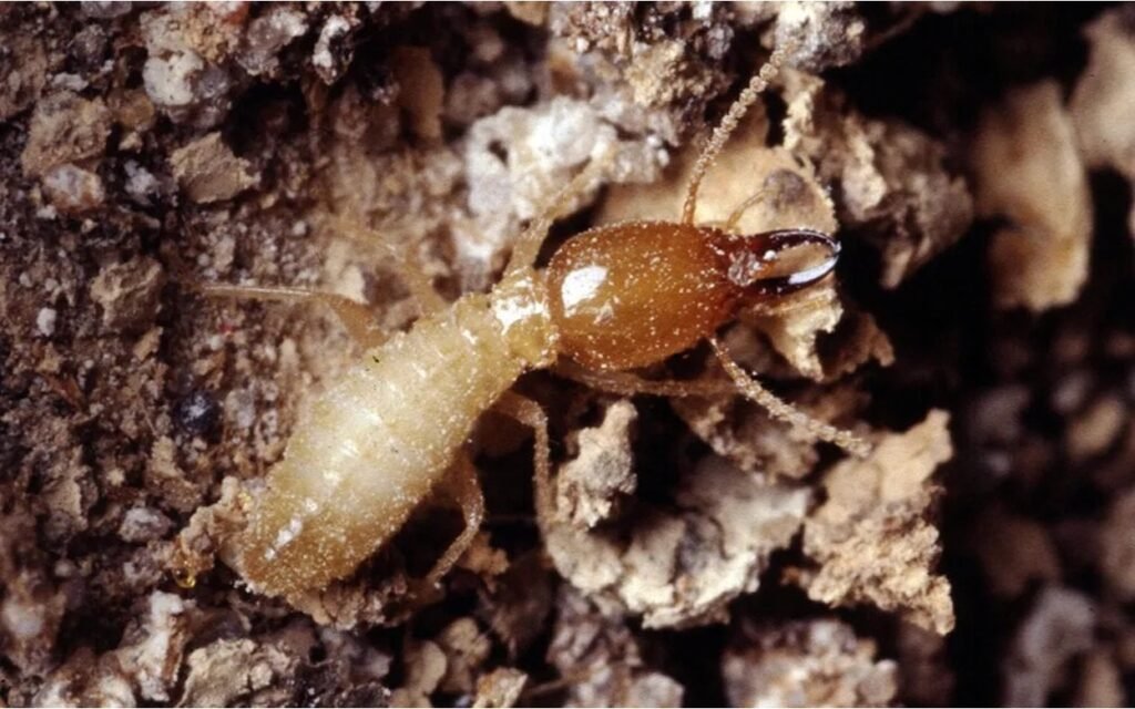 A Formosan subterranean termite on moist soil