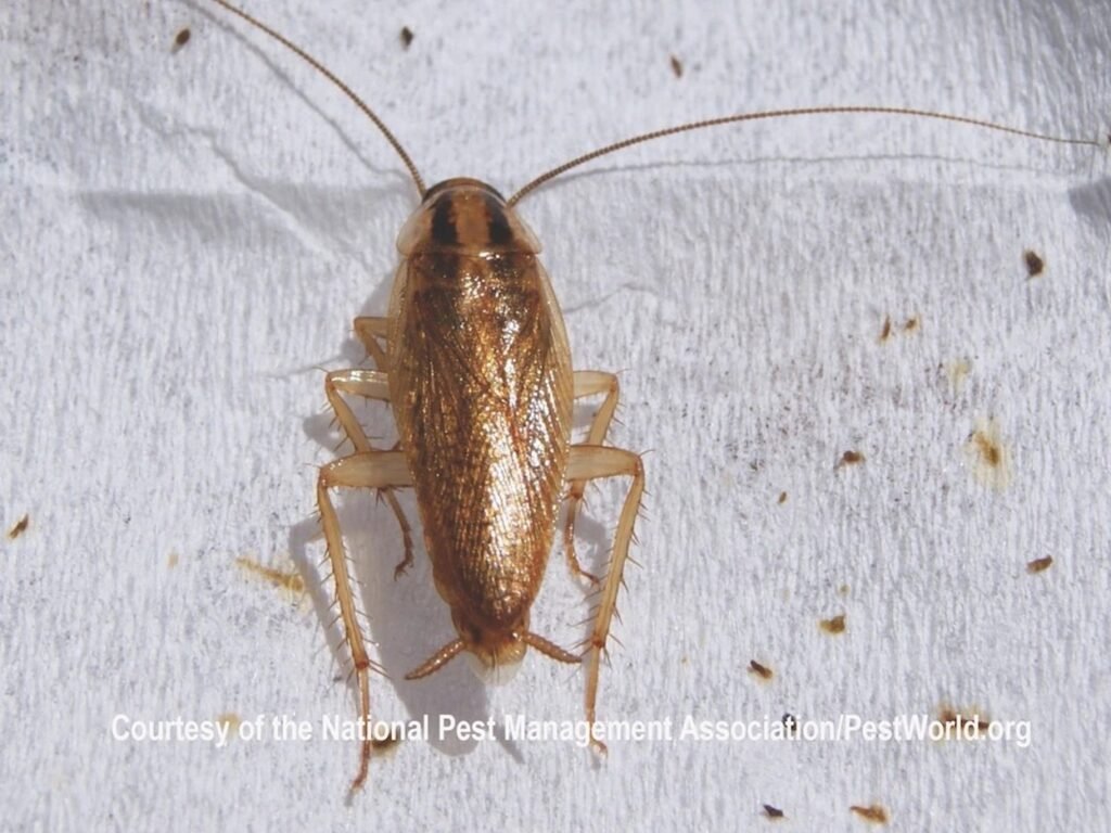 A German cockroach and its droppings