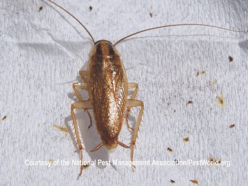 A German cockroach on a grey background