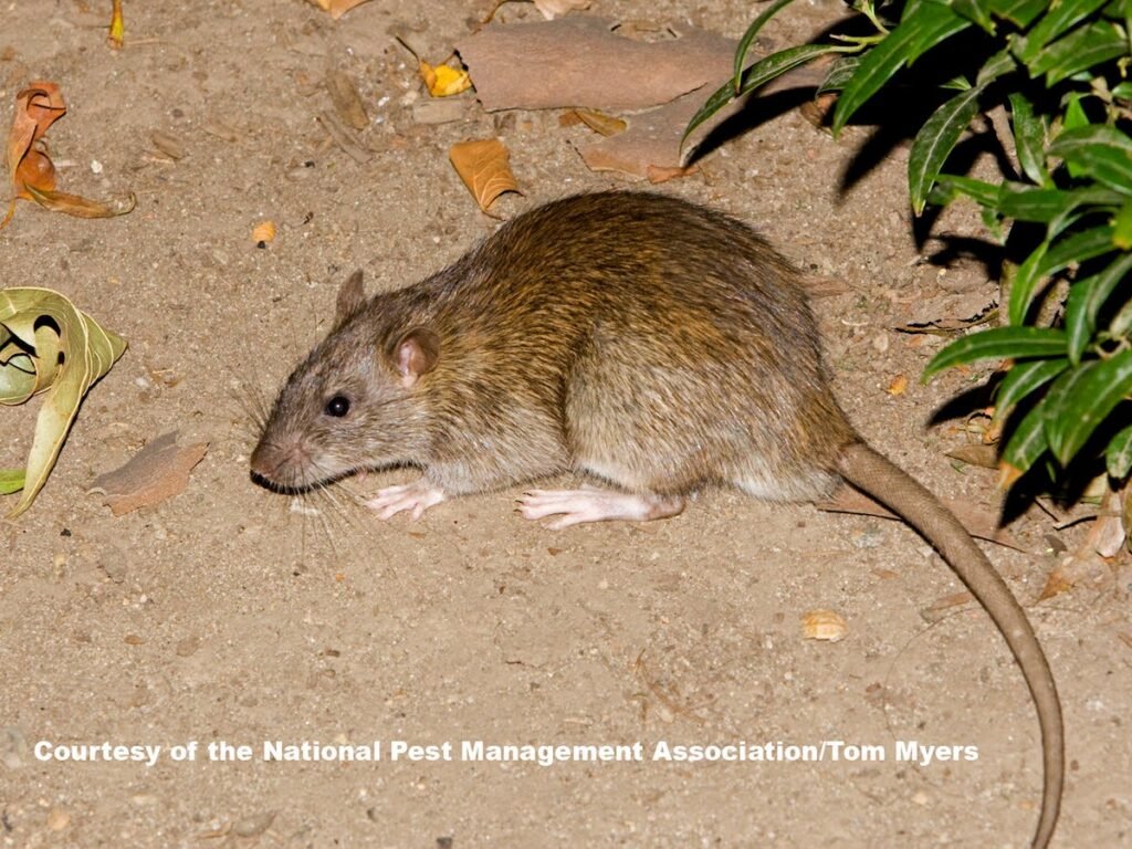 A Norway Rat on dry soil with leaves scattered around