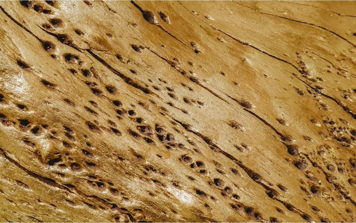 A brown wood infested with termites