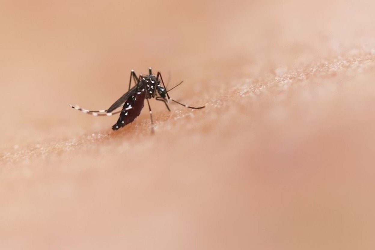 A close-up of a mosquito on a human's skin