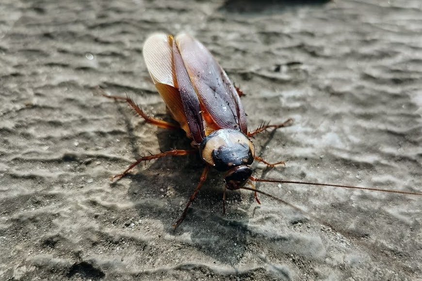 A cockroach crawls on a textured gray surface.
