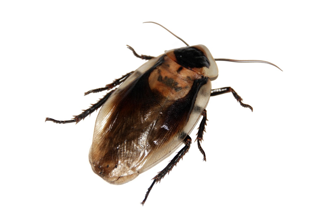 A cockroach on a white plain background