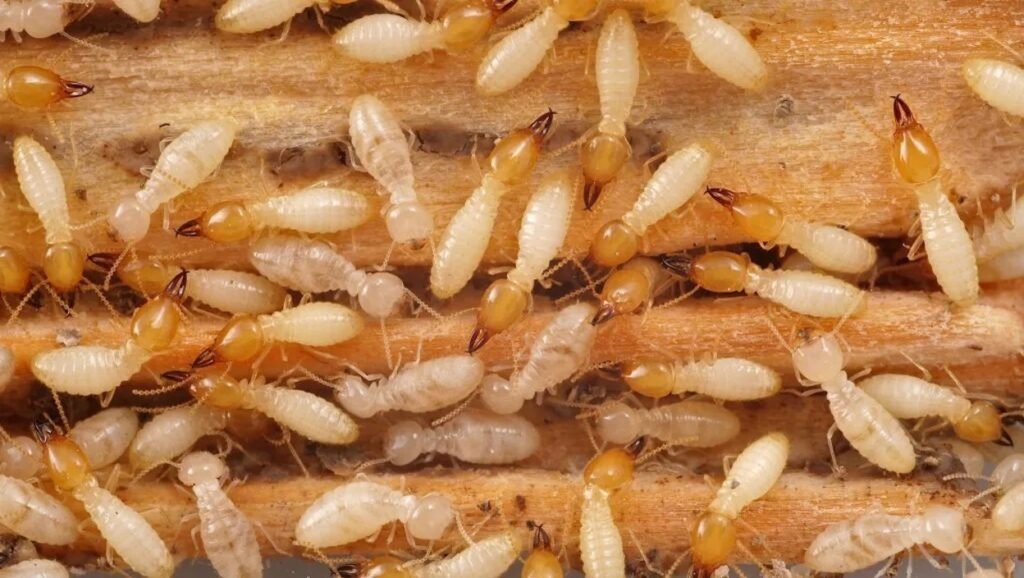A colony of Subterranean termites