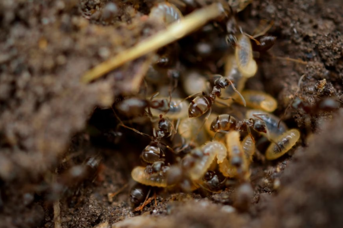A colony of termites on dry soil.