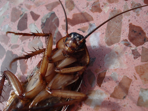 A dead cockroach on a pink marble floor.