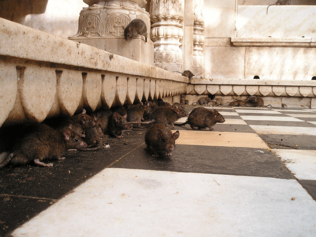 A group of rats on a building wall