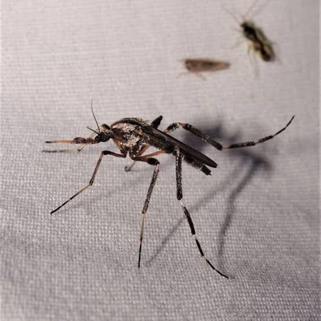 A large Psorophora ciliata mosquito on a brown surface
