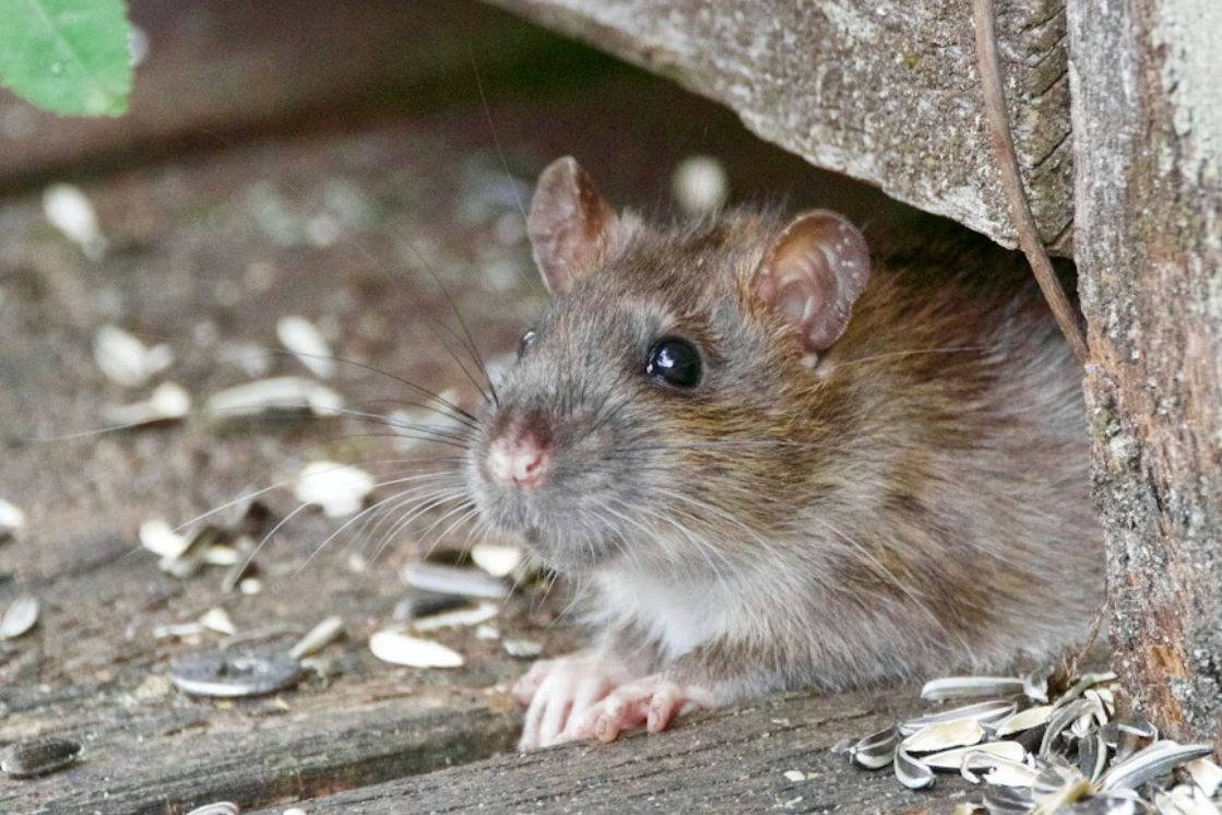 A rat hiding inside a small cave.