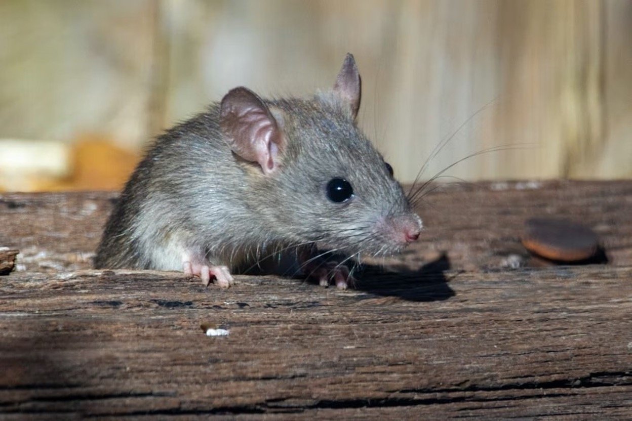 A rat on a brown dry wood