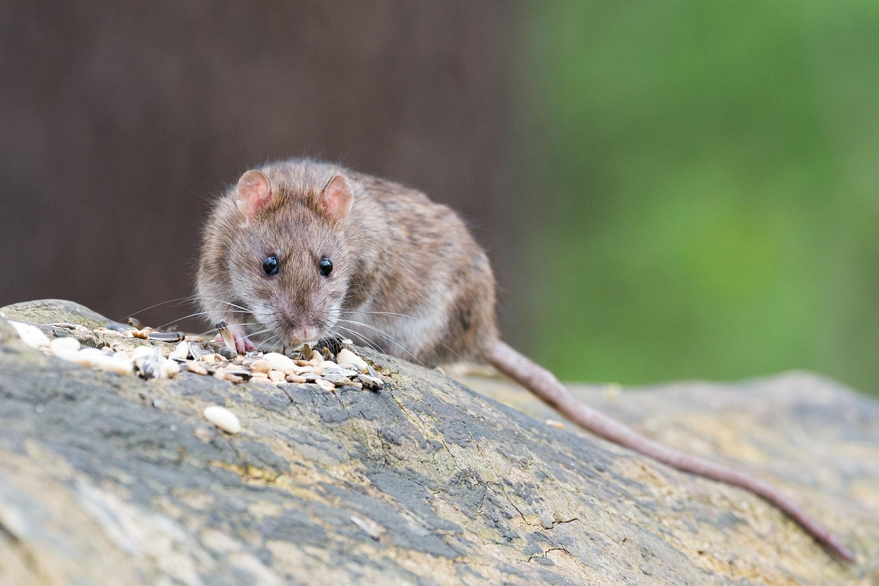 A rat sitting on a rock with tiny food particles around.