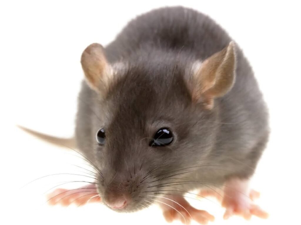 A roof rat