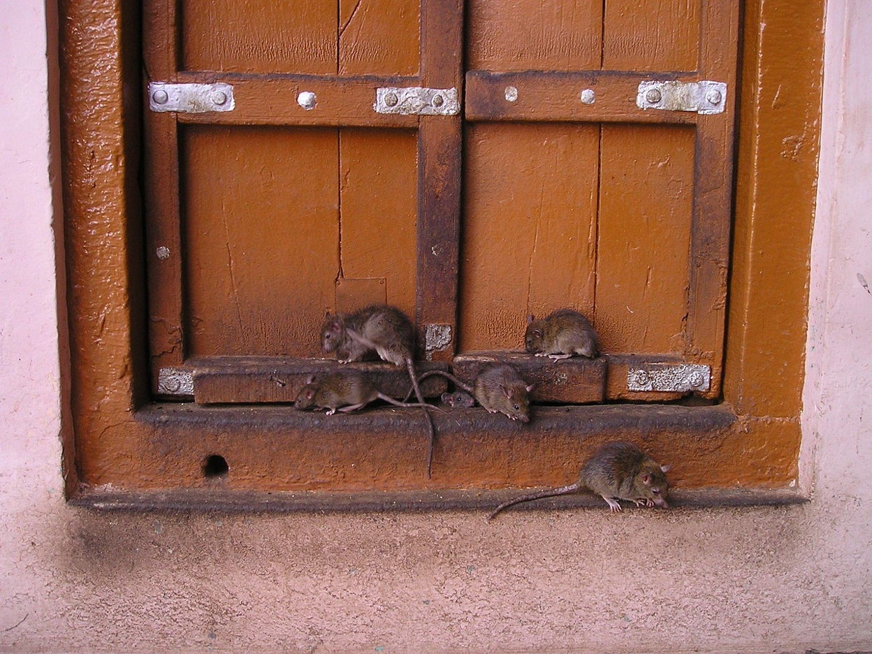 A set of rats moving around a brown wooden window.