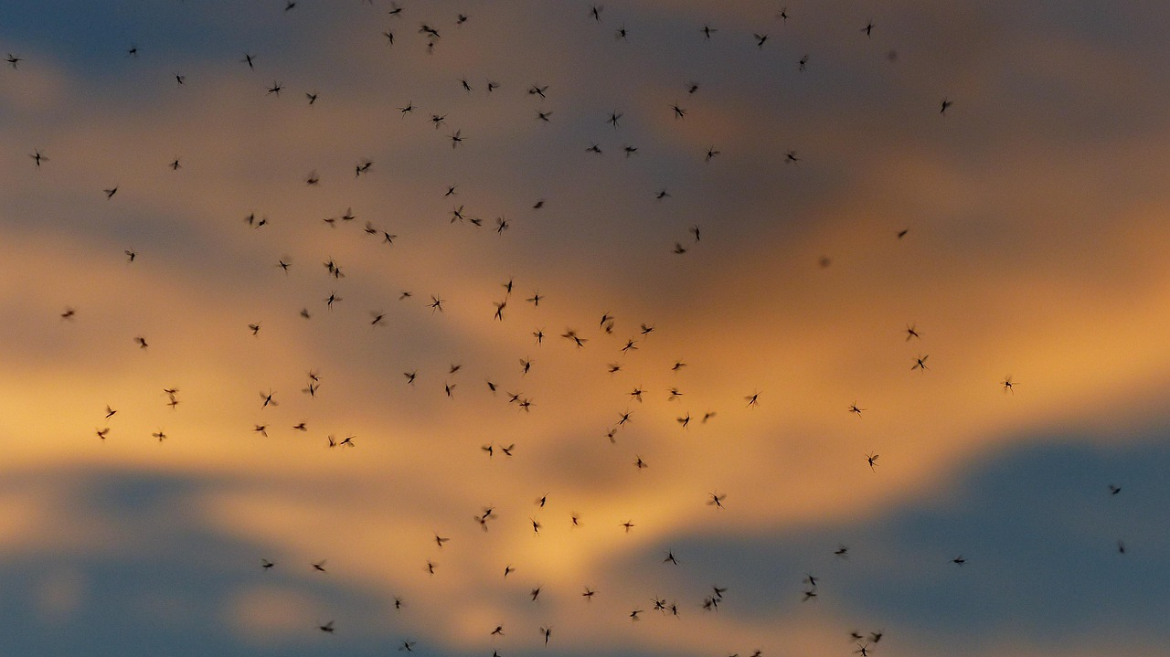 A swarm of mosquitoes flying in the sky.