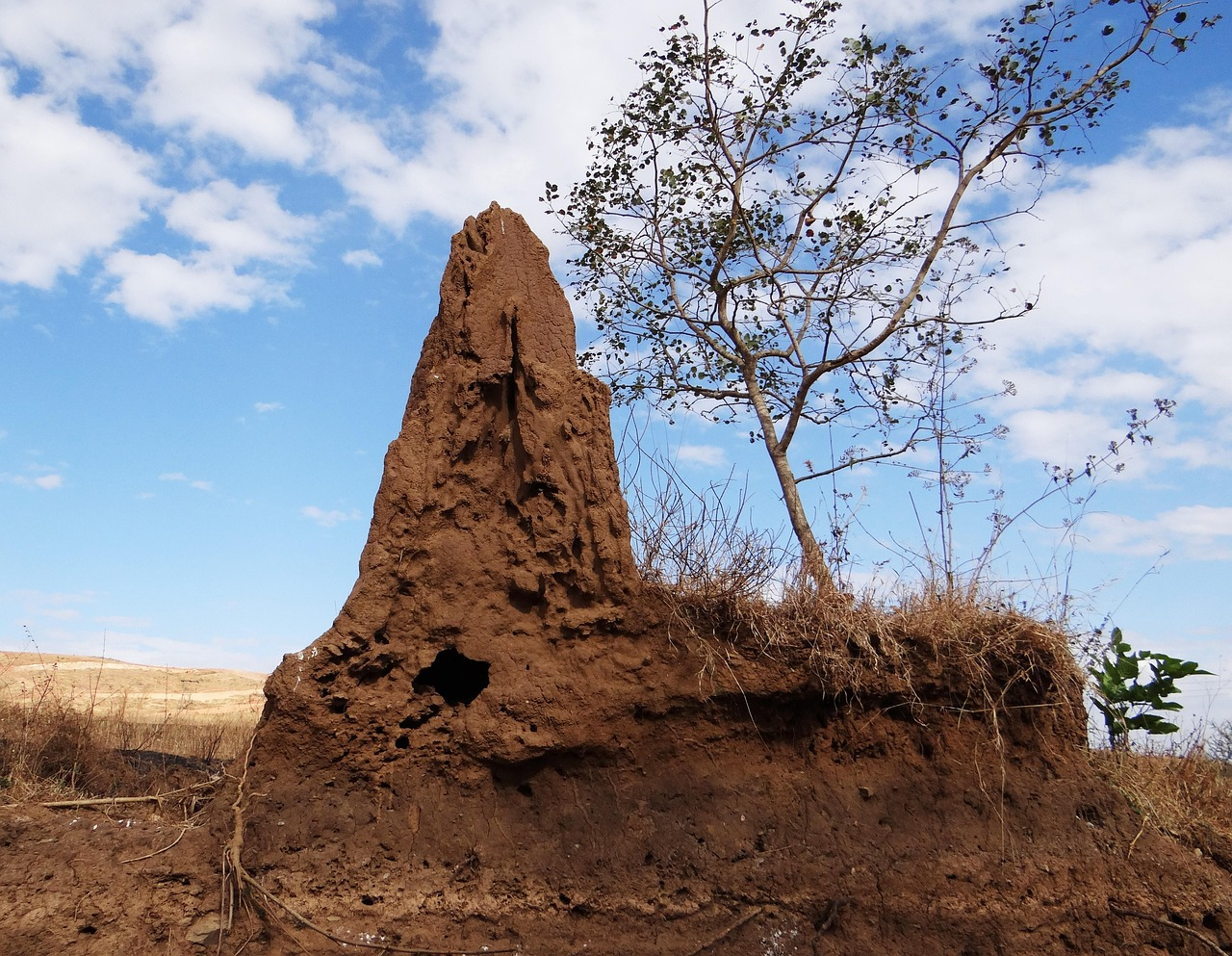 A termite mound in a dry landscape.