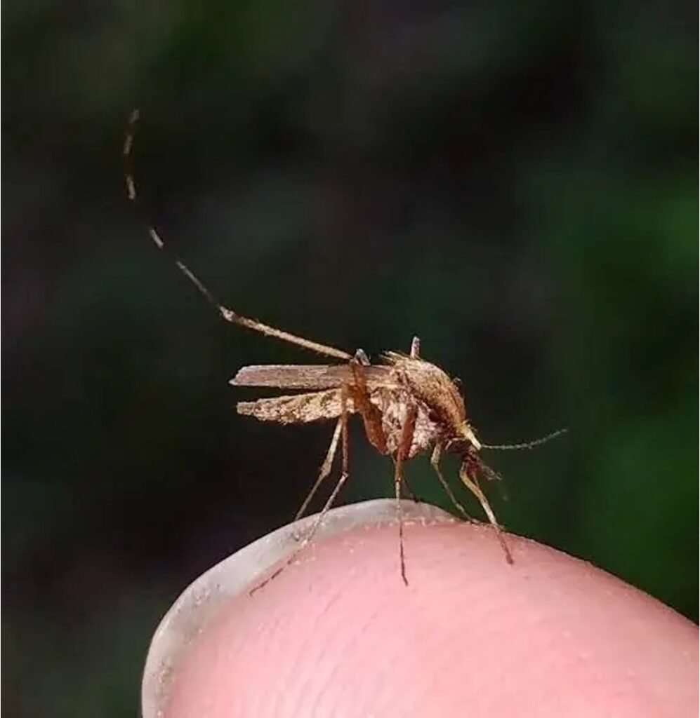 An Aedes sollicitans mosquito perched on a finger, showing golden-brown thorax scales and a prominent white band on its proboscis