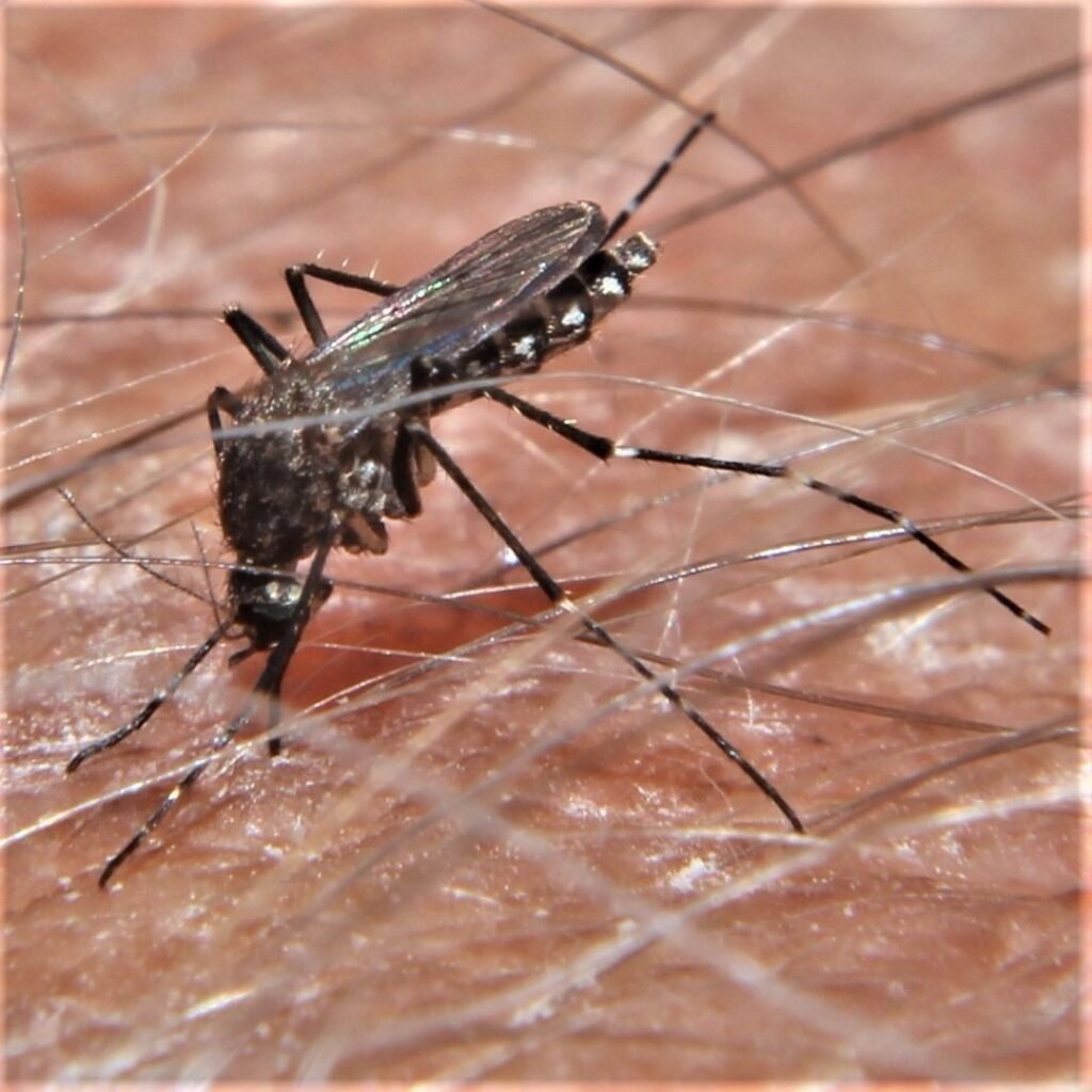 An Aedes taeniorhynchus mosquito resting on a surface, displaying its dark coloring, banded legs, and white-tipped proboscis