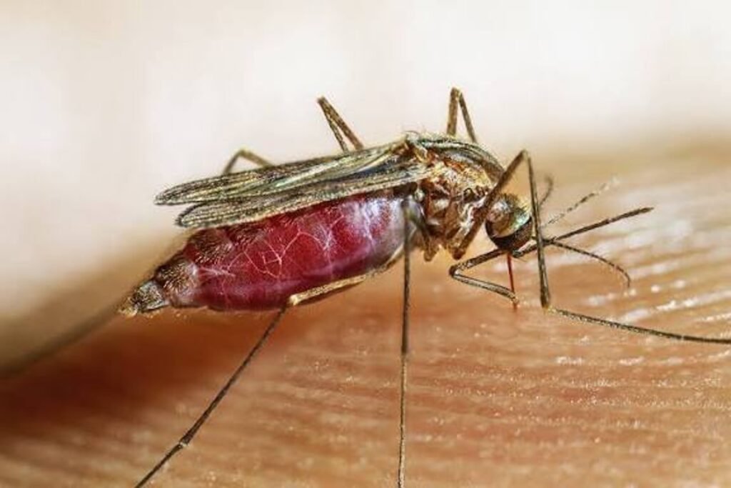 An Anopheles quadrimaculatus mosquito resting at its characteristic angled posture, with four dark wing spots visible