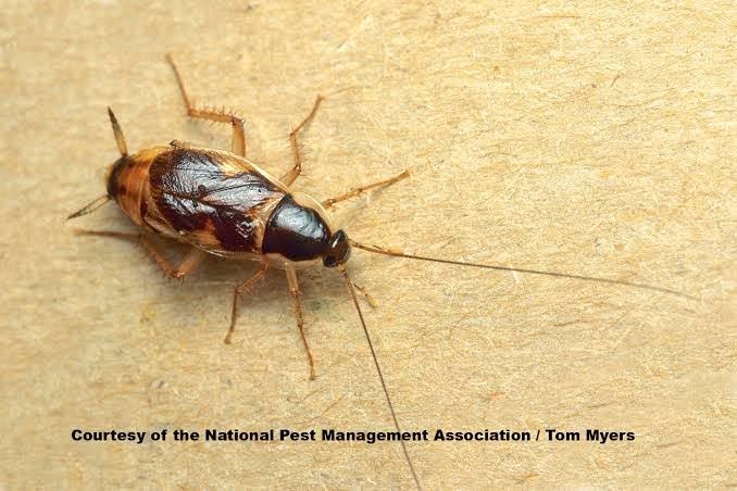 Brown-banded cockroaches