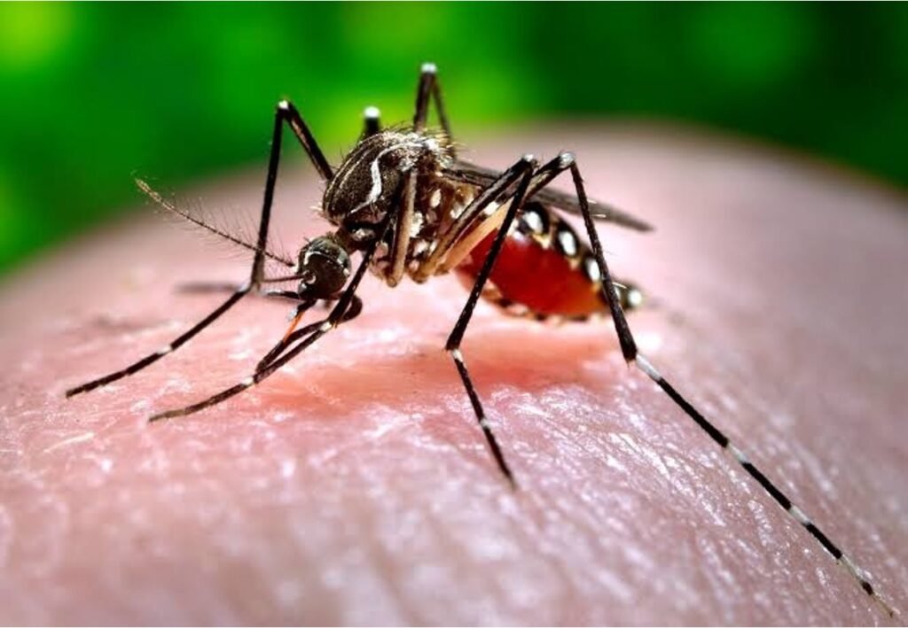 Close-up of an Aedes aegypti mosquito feeding on human skin, showing its black body and white lyre-shaped thorax markings