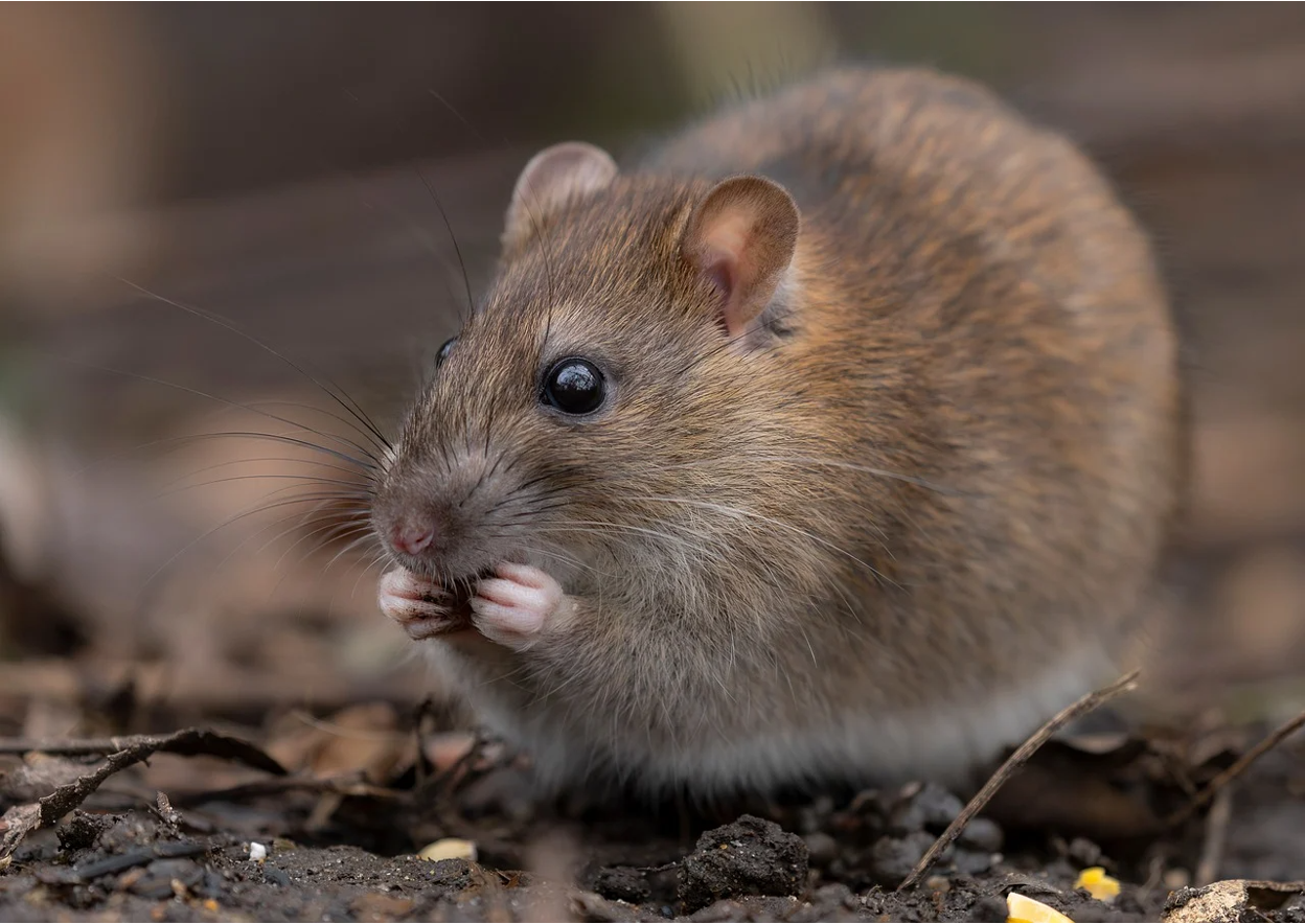 Close-up shot of a rat with its hands on its mouth on moist soil with dried leaves around