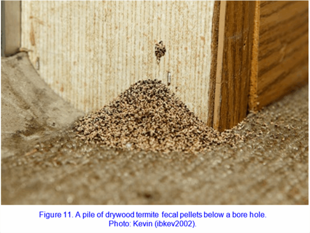Drywood termite frass below a bore hole.