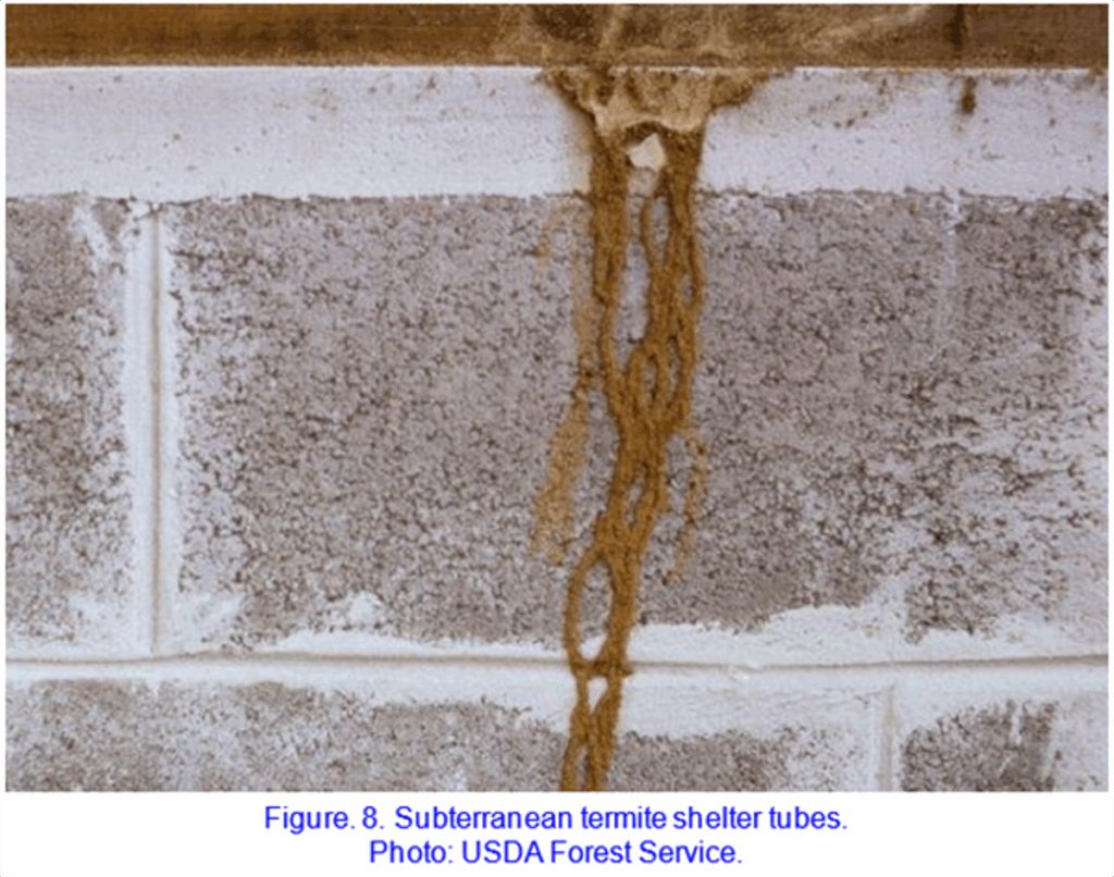 Subterranean termite mud tubes running along a home's concrete foundation wall.
