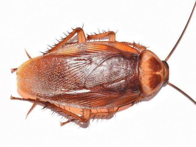 The American cockroach