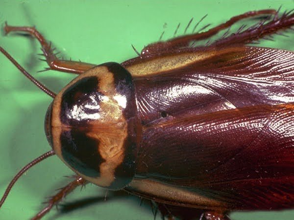The Australian cockroach