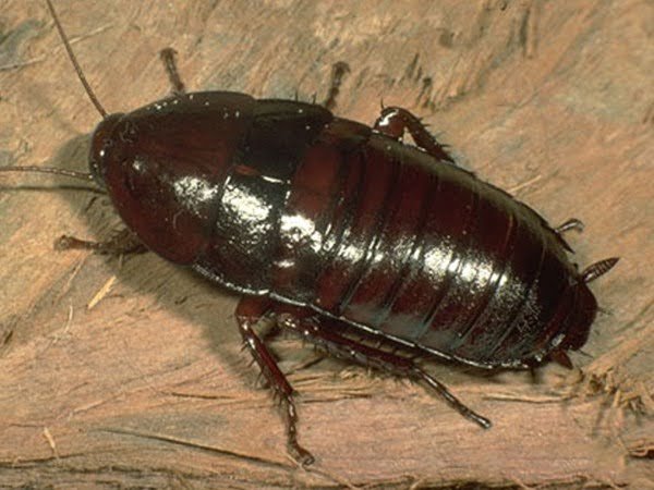 The Florida Woods cockroach