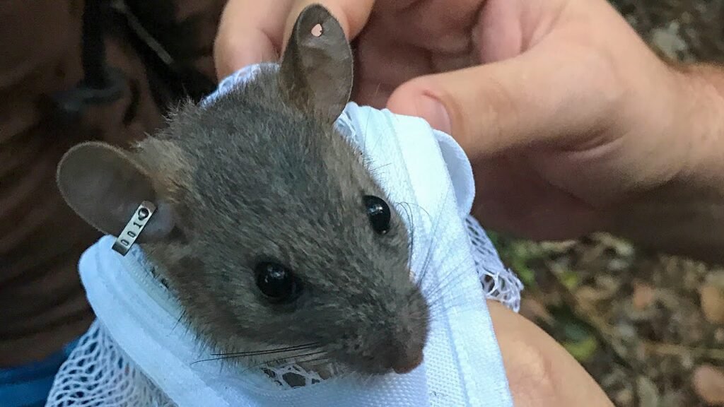 The Florida wood rat with soft gray-brown fur wrapped in a white cloth.