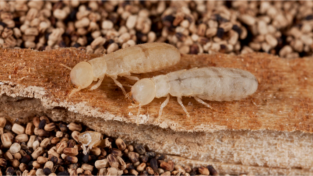 Two Drywood termites on brown wood