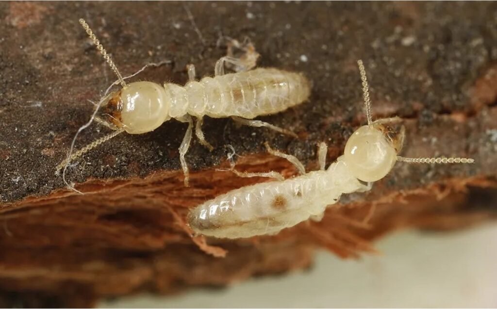 Two Eastern subterranean termites on brown wood