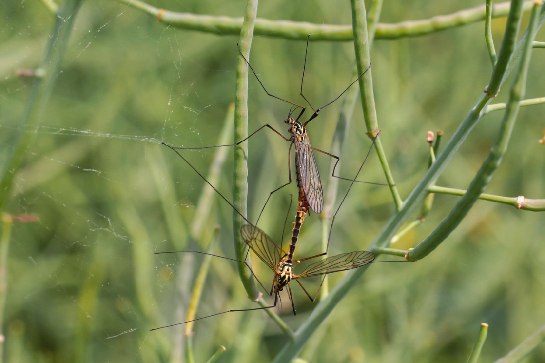 Two mosquitoes hanging on a green stem in a forest-like area.