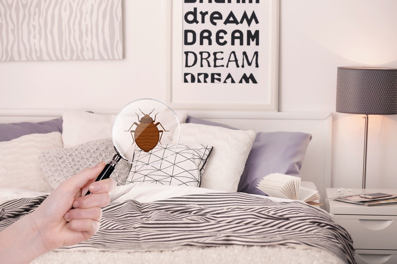 Bed Bugs Control