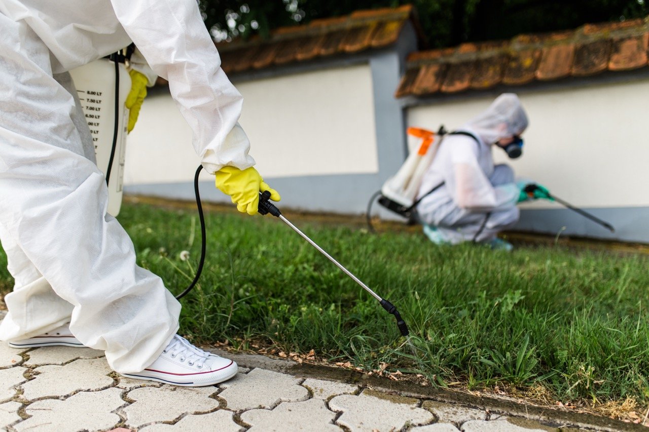 Why Do I Keep Getting Bugs in My House Even Though It's Clean?