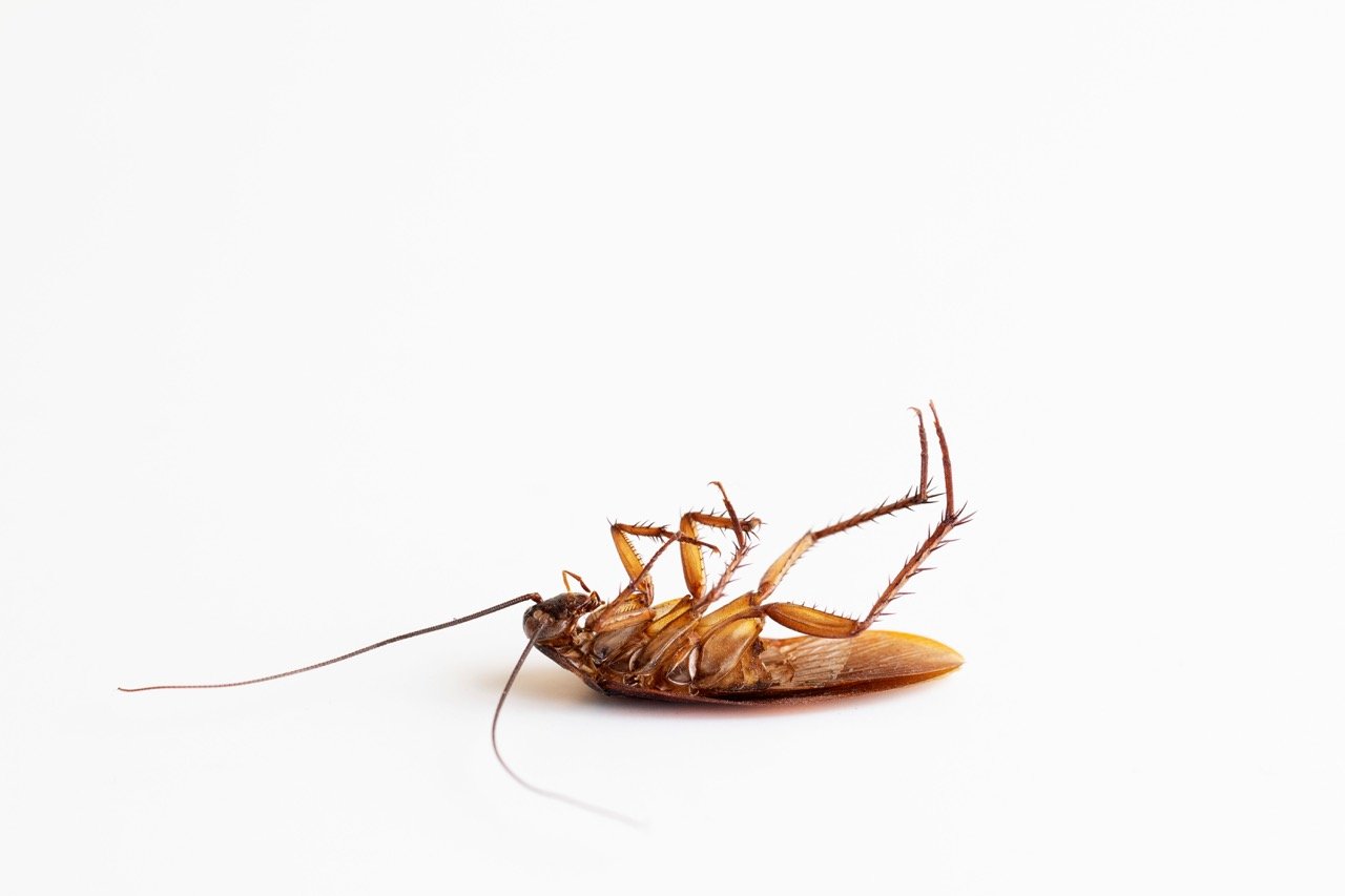 Palmetto Bugs in Florida Homes