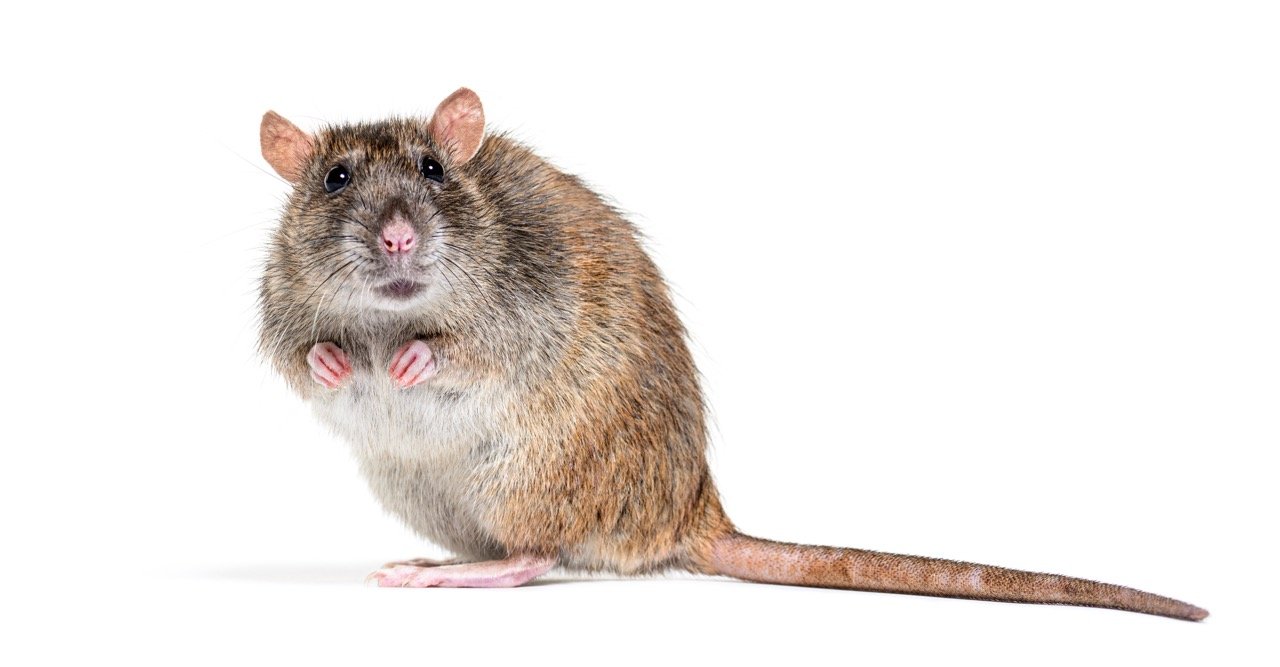 Signs You May Have Rodents in Your Home