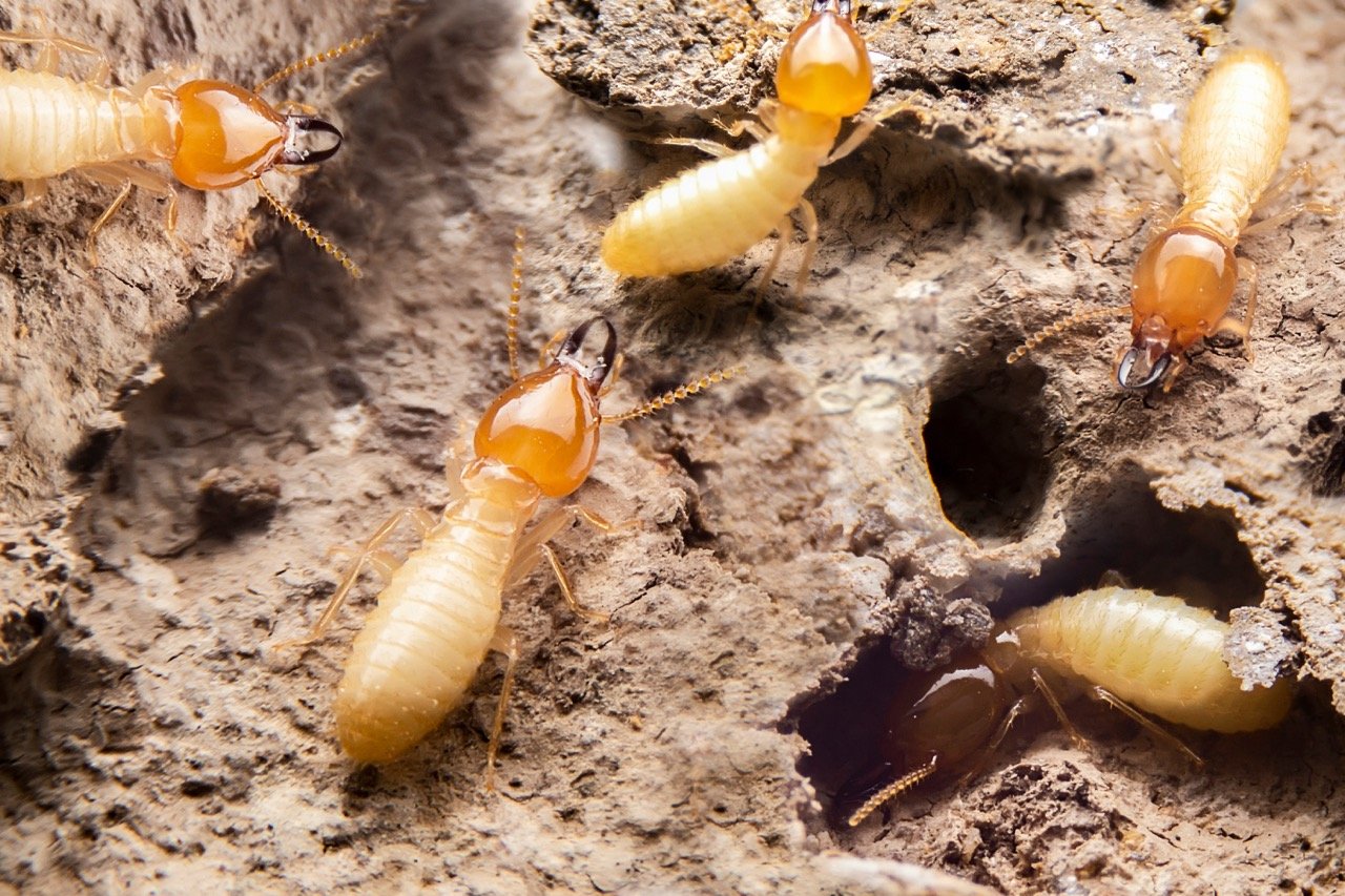 Termite Infestation in Florida
