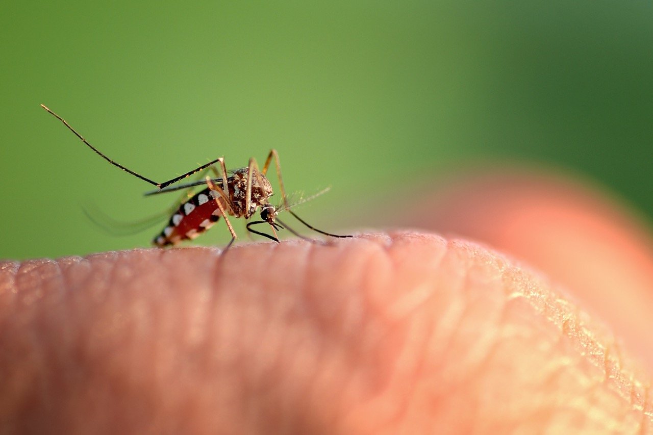 What Attracts Mosquitoes to Your Backyard