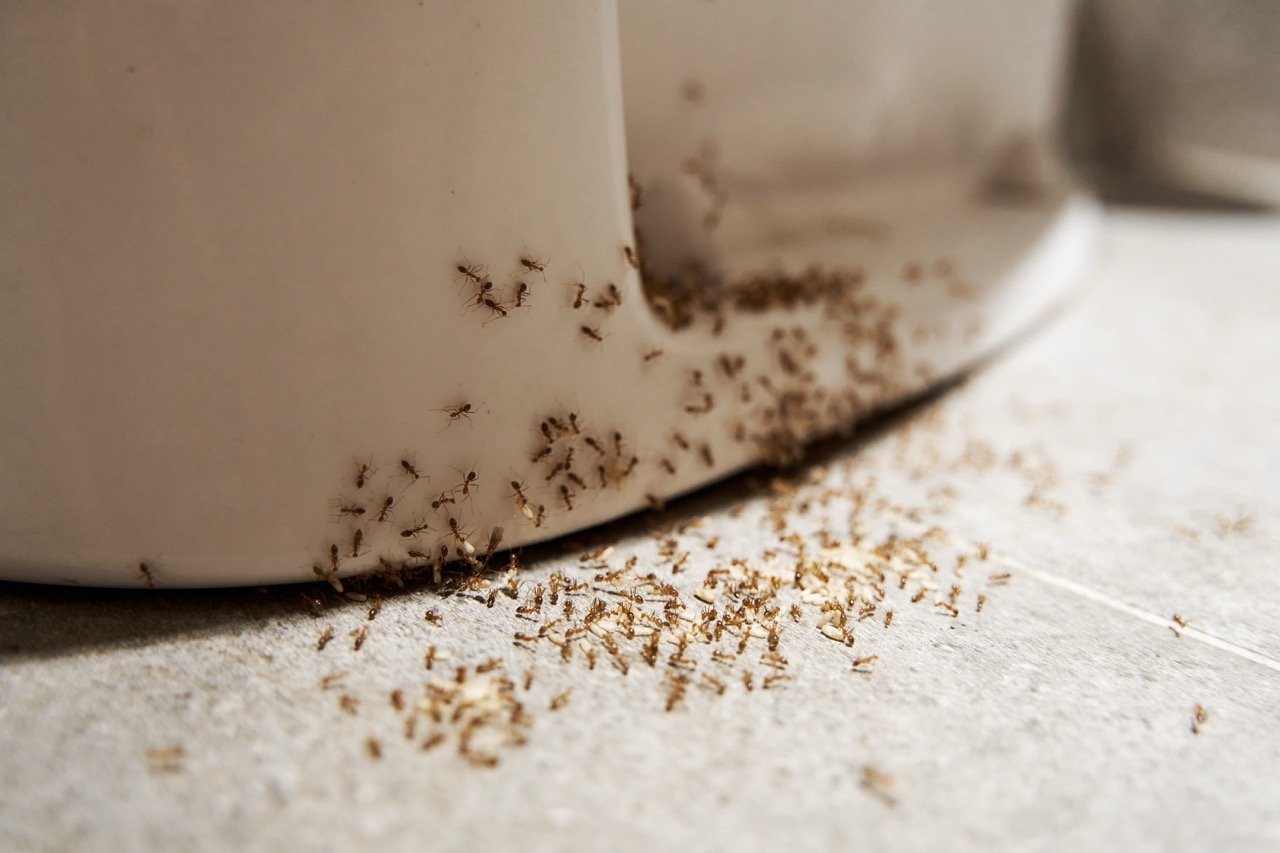 Why Are There Ants in My Bathroom?