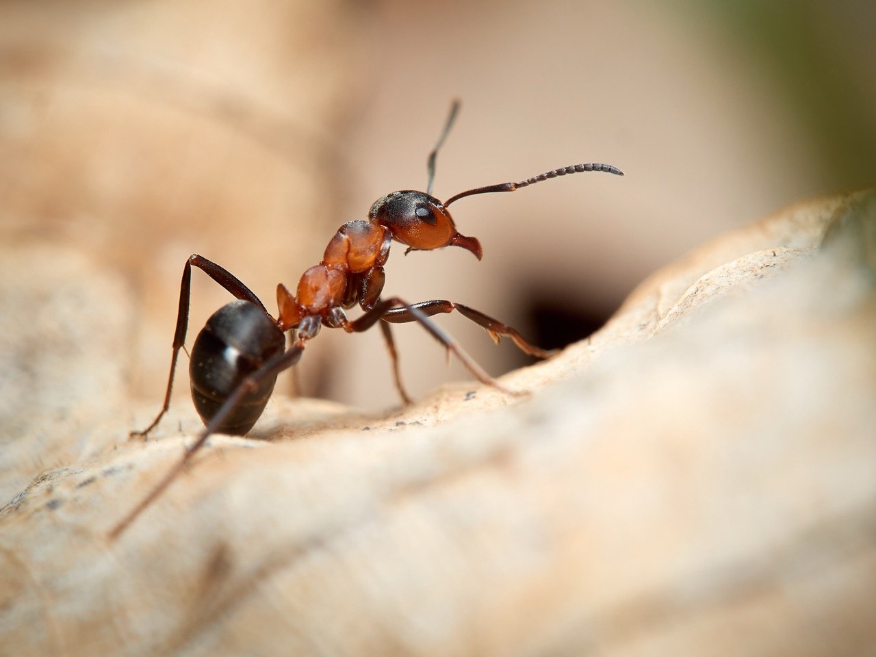 Why Do Ants Keep Coming Back After Treatment?