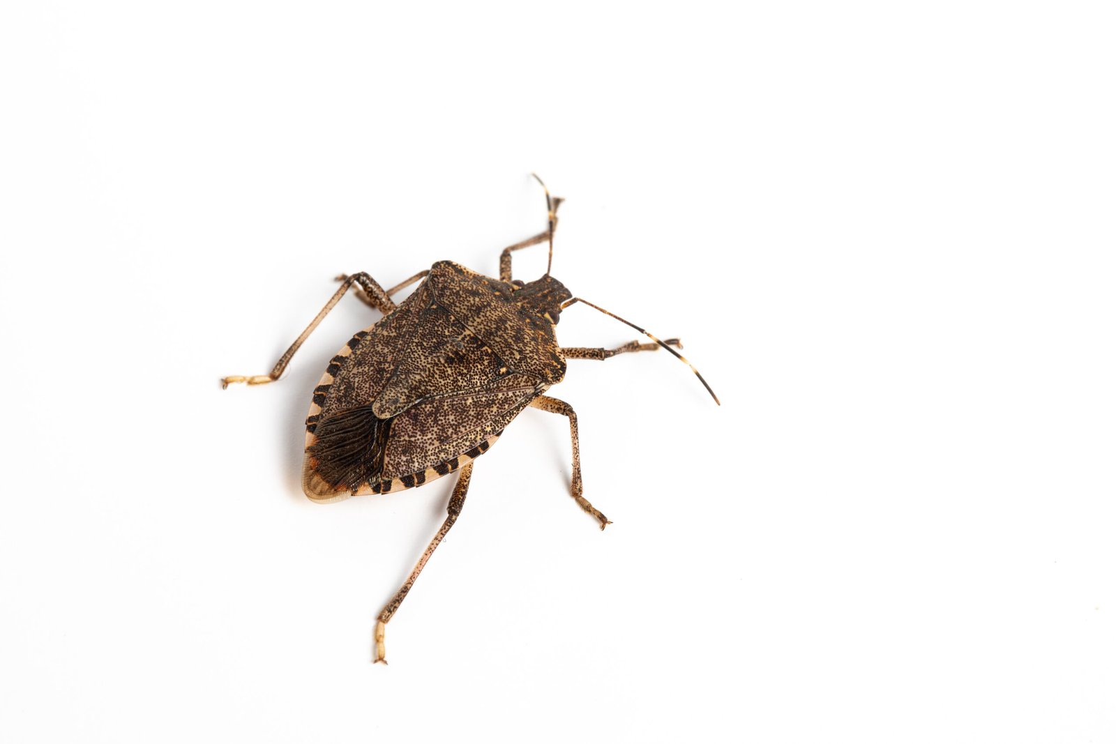 How to Check a Hotel Room for Bed Bugs Before Unpacking