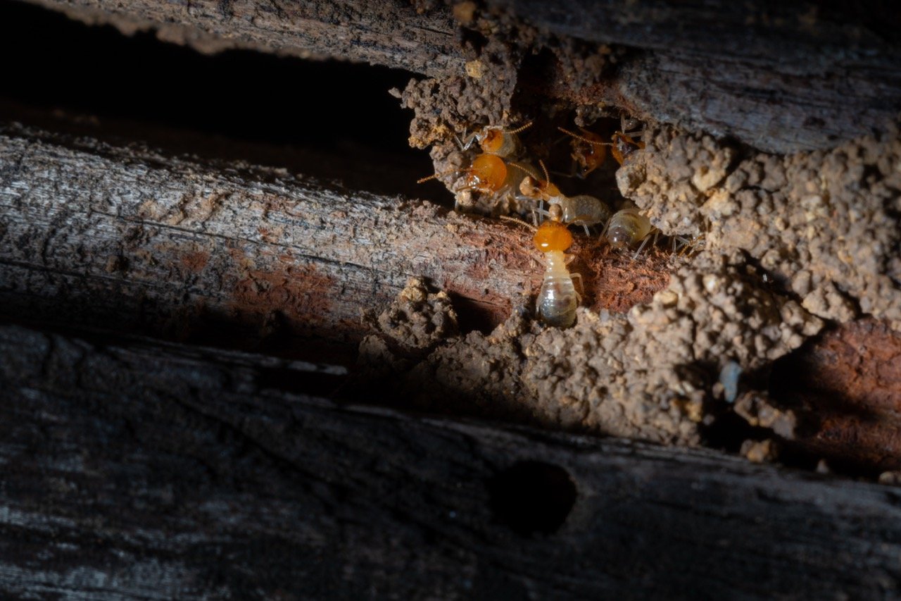How Long Can Termites Go Unnoticed in a Home?