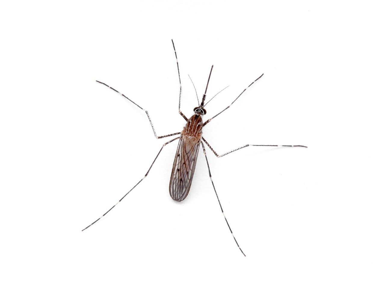 Why Are There Mosquitoes Around My House Without Standing Water?